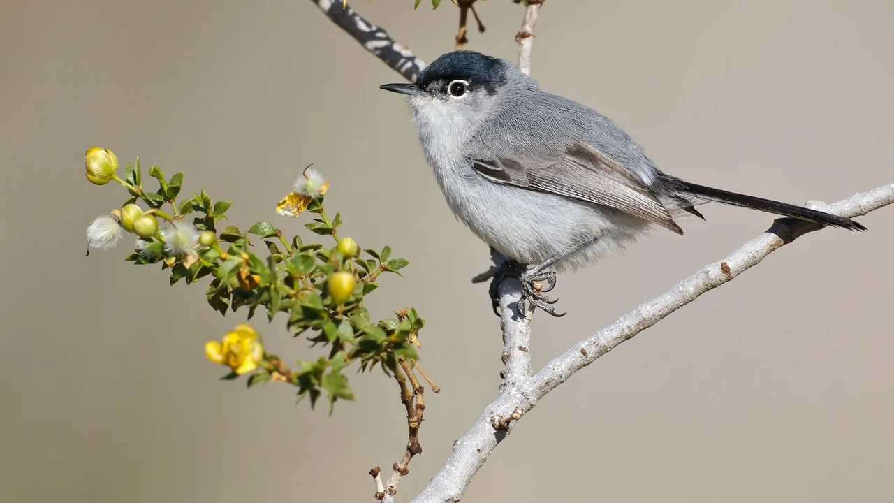 ¿Ave o pájaro? Descubre el significado y diferencia de ambos términos