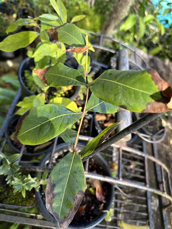 EGreenCerrado325a