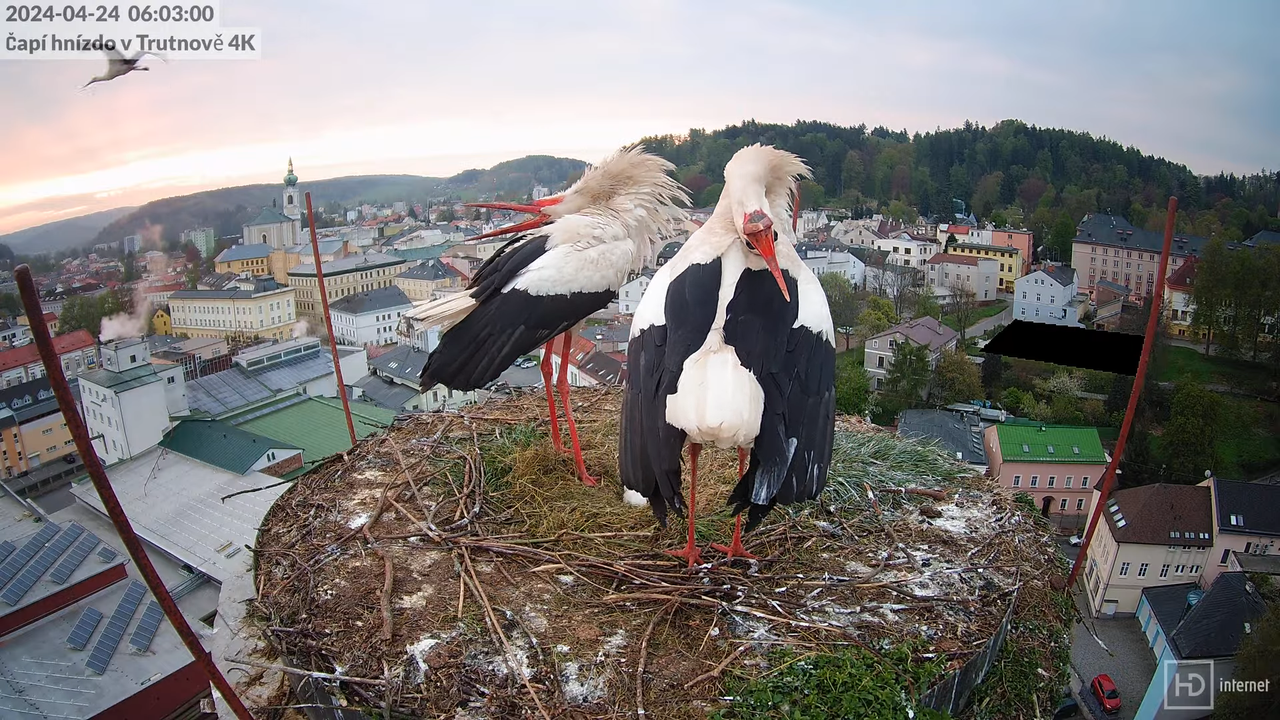 Tiešraidē no stārķa ligzdas uz alus darītavas skursteņa Trutnovā 11-1-10 screenshot (1)
