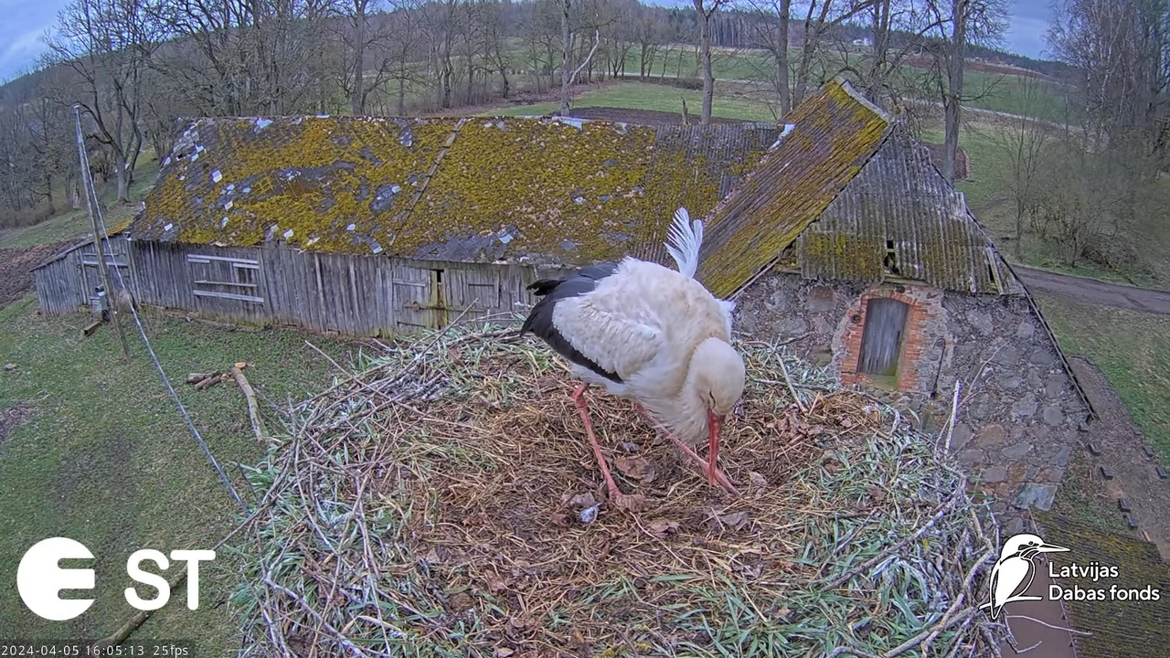 Baltie stārķi (Ciconia ciconia) Tukuma novadā - LDF tiešraide __ White storks in Tukums, Latvia 5-57