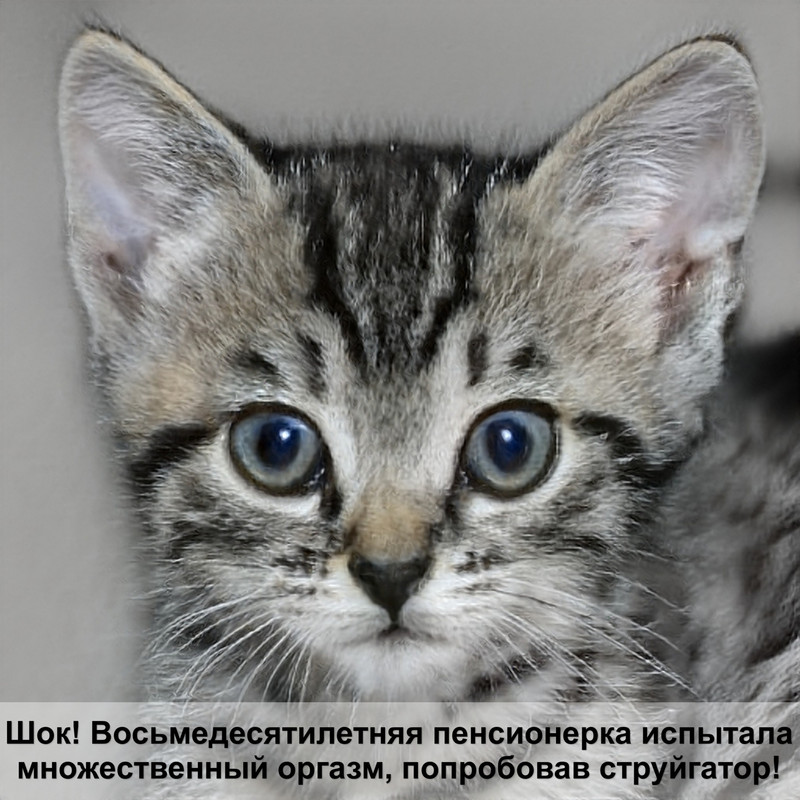 кошка британка окрас вискас