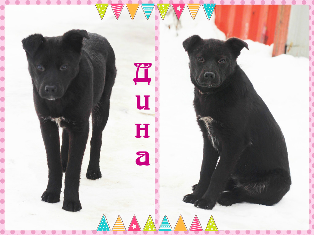 Дина_коллаж 2