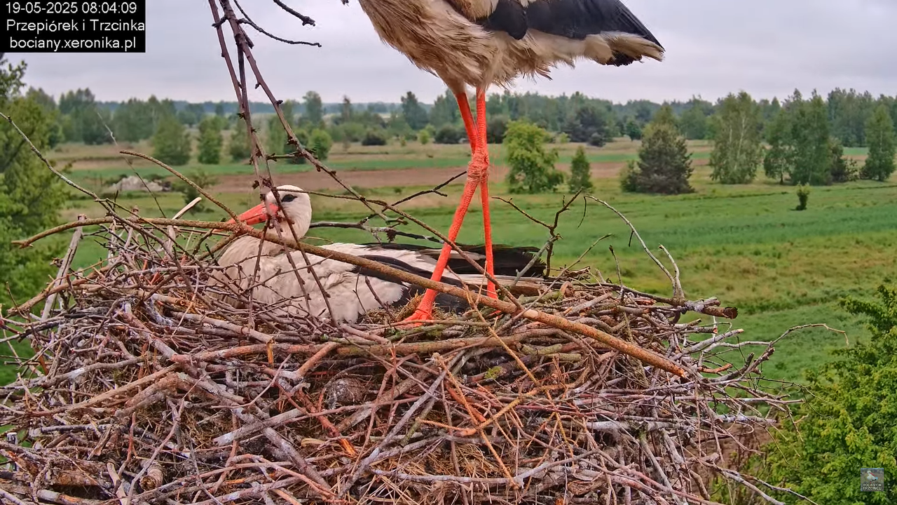 19052025bociany15