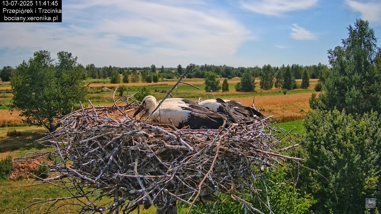 13072025bociany27