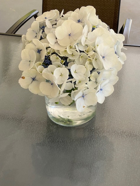 mời ngắm hoa  Hydrangea