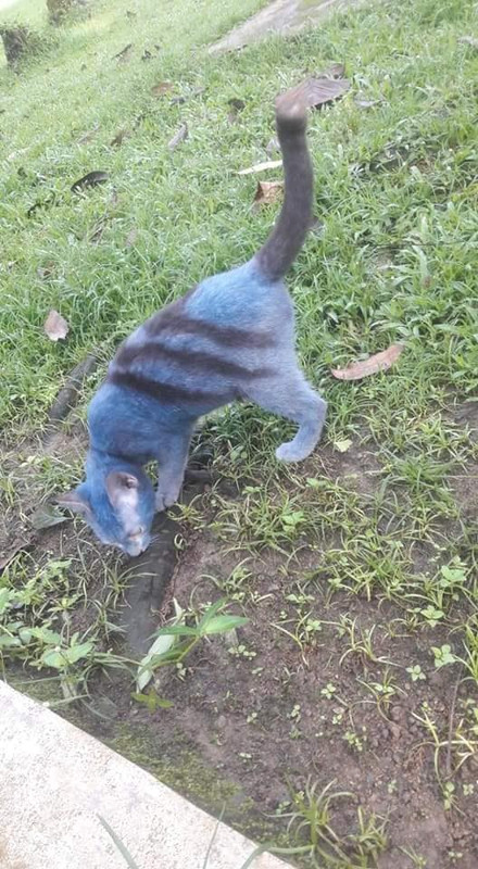 kucing warna biru dispray