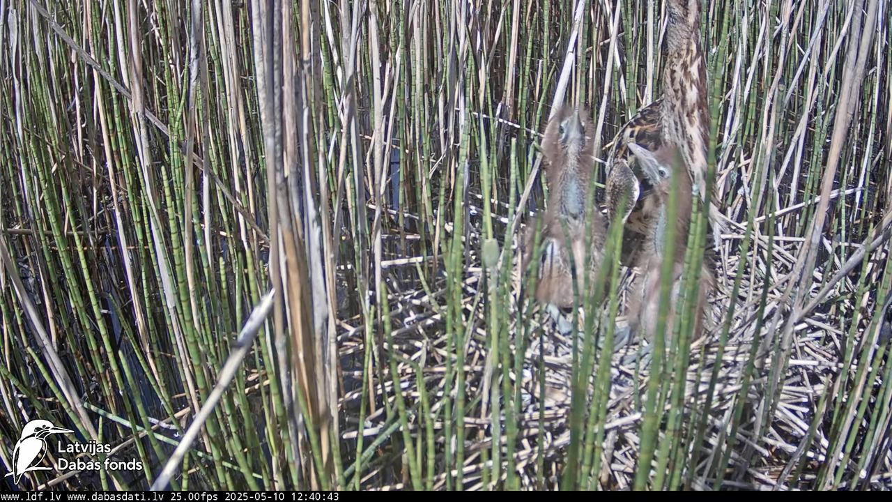LDF Lielais dumpis (Botaurus stellaris) Zemītes pagastā 13-22-58 screenshot