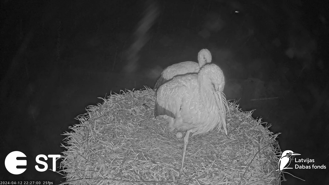 Baltie stārķi (Ciconia ciconia) Tukuma novadā - LDF tiešraide __ White storks in Tukums, Latvia 13-9