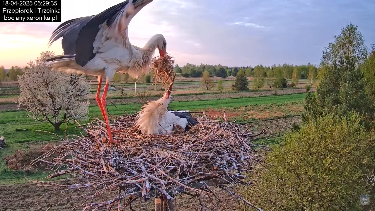18042025bociany2