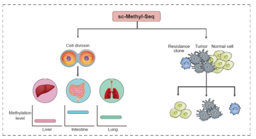 单细胞DNA甲基化研究基础篇：从实验策略到数据分析方法简介-9.png