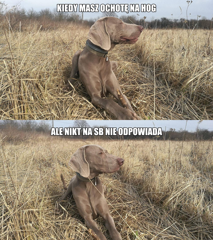 i.postimg.cc/VLvfcCJ4/mem4.png