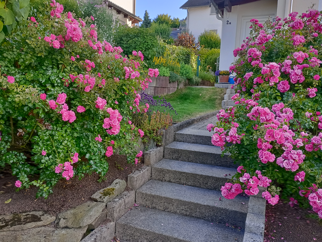 Rosenblüte am Hauseingang