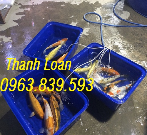 Thùng nhựa nuôi cá, khay nhựa trồng rau giá rẻ. 0963.839.593 Thanh Loan Thung-nhua-chu-nhat-nuoi-ca-koi