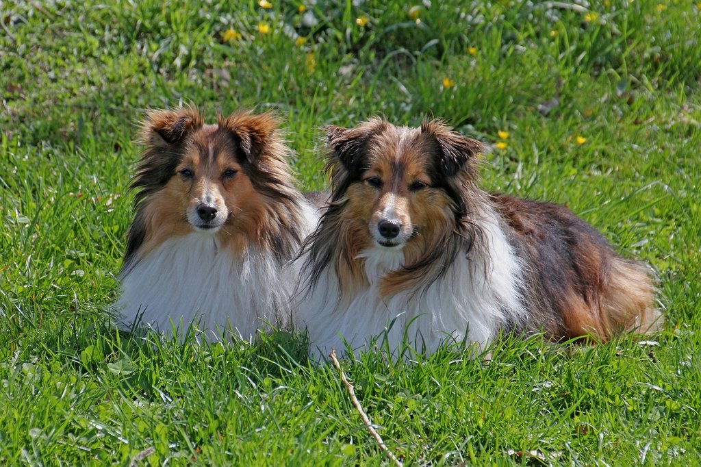 brown-dogs.jpg