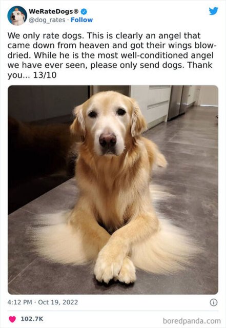We-Rate-Dogs-Golden-Wings006017543-png-605.jpg