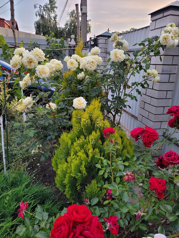 Эльф и Смпати