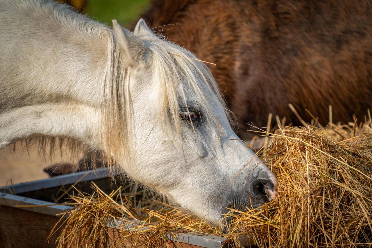 Impact des régimes riches en amidon et en sucres sur l'inflammation et la douleur chronique : implications pour la pratique de l'ostéopathie animale