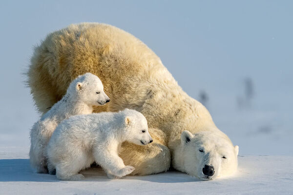 Polarmombp.jpg