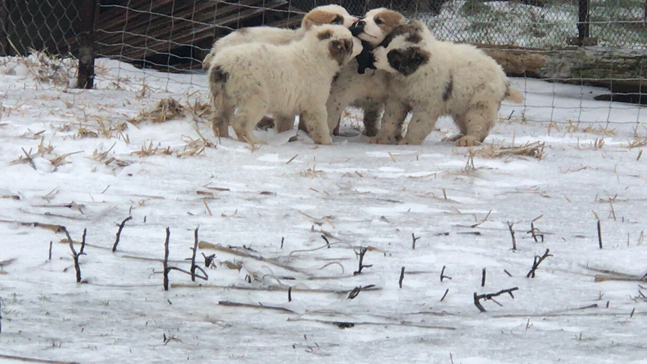 6E5E366A-6C24-4730-A815-FB950CBED8EE