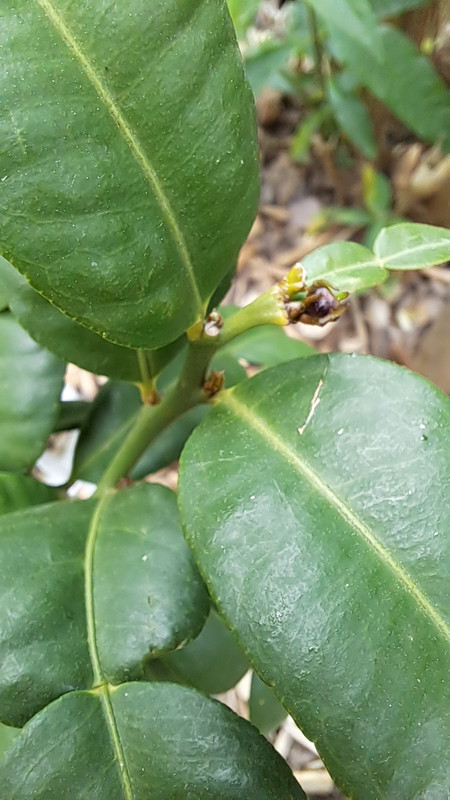 Ichang Papedablüte 20250508_152343