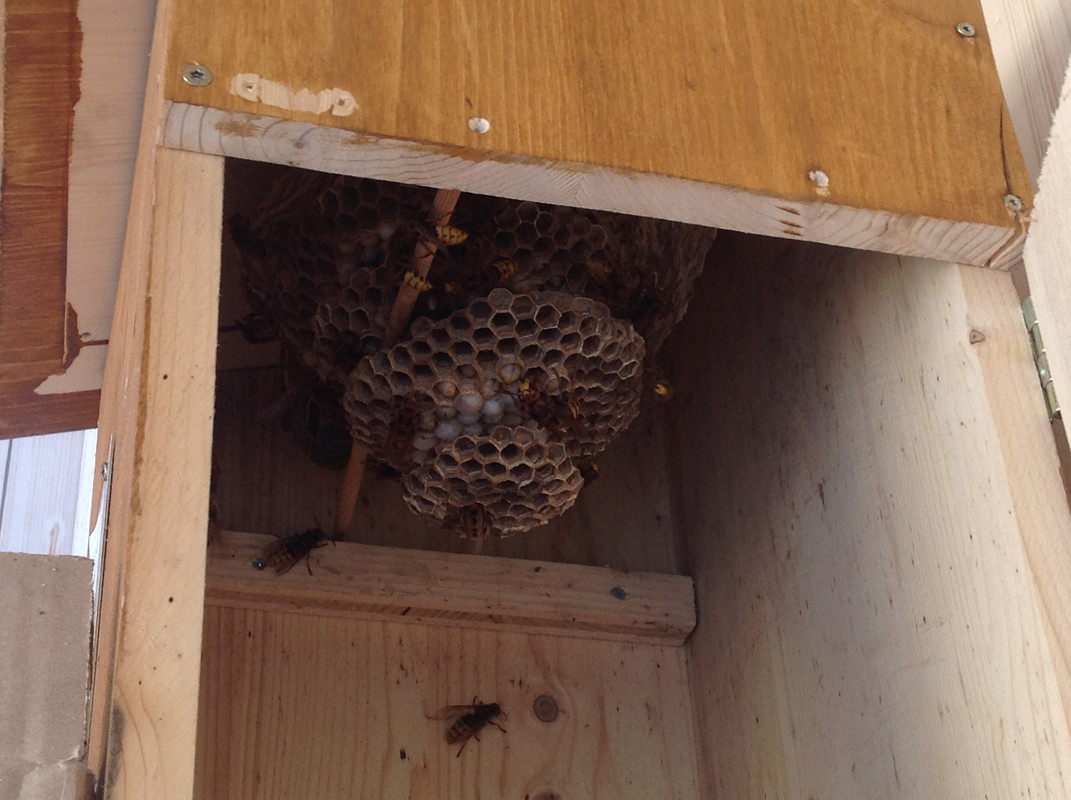 Vespa crabro germana 23. Juli 2015 (2)