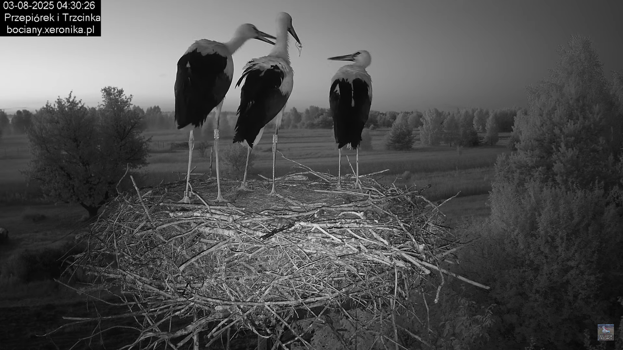 03082025bociany5