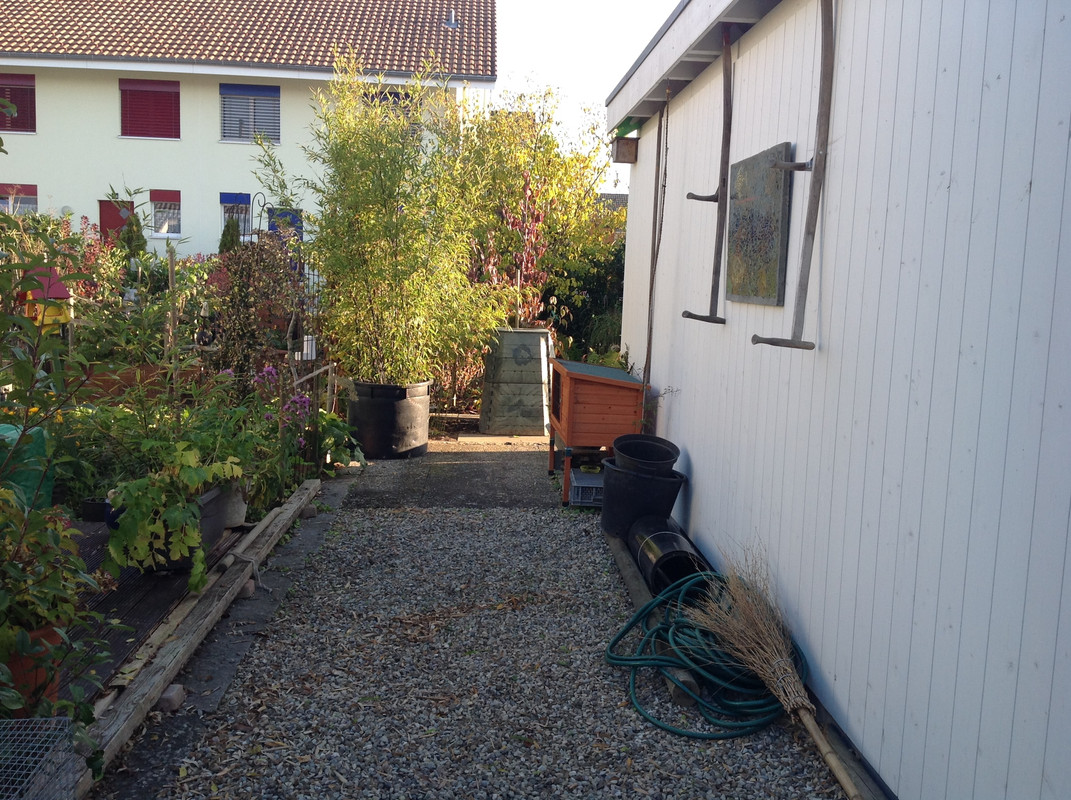 Komposter zügeln Fargesia setzen 24. 25 (8)