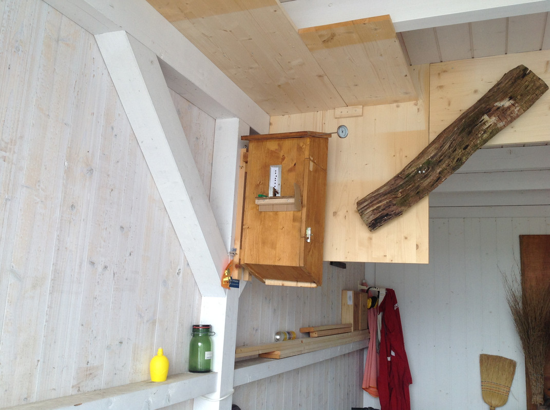 Vespa crabro germana 10. Juli 2015 (6)