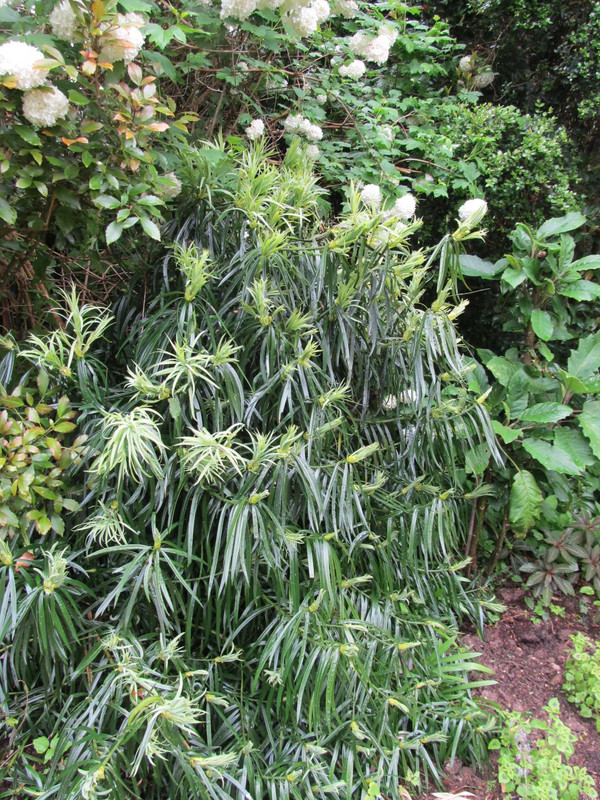 Podocarpus henkelii
