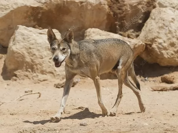 [Image: arabic-wolf-facts-with-images-and-video-...17122.webp]