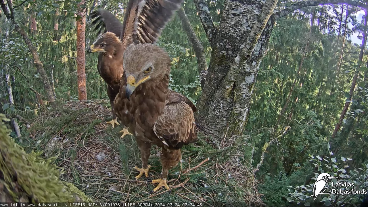 Mazais ērglis (Clanga pomarina), ligzda bērzā - LDF tiešraide 7-56-28 screenshot