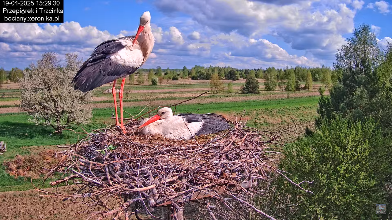 19042025bociany24