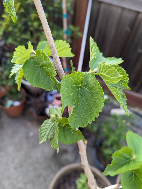 PXL_20240411_010522865 - Copy