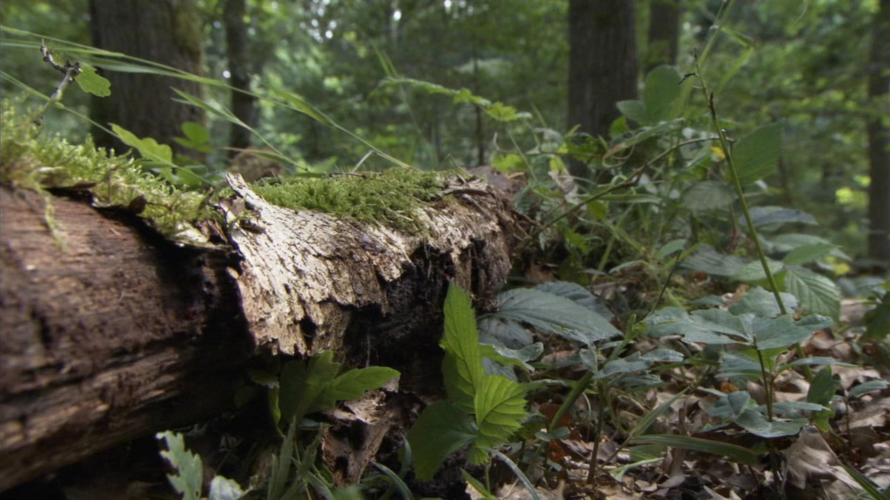 Planet Earth S01E10 Seasonal Forests.mkv_snapshot_25.25_[2018.03