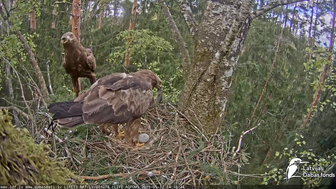 Mazais ērglis (Clanga pomarina), ligzda bērzā 16-26-39 screenshot