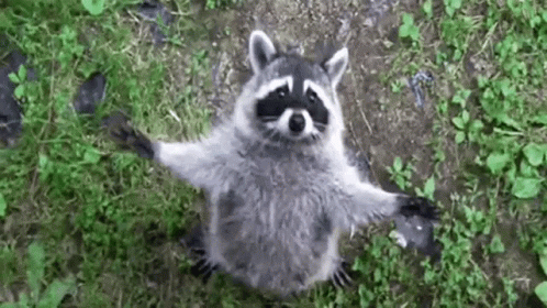 animal-hug-come-here-raccoon-5qr8s904dmmfxord.gif