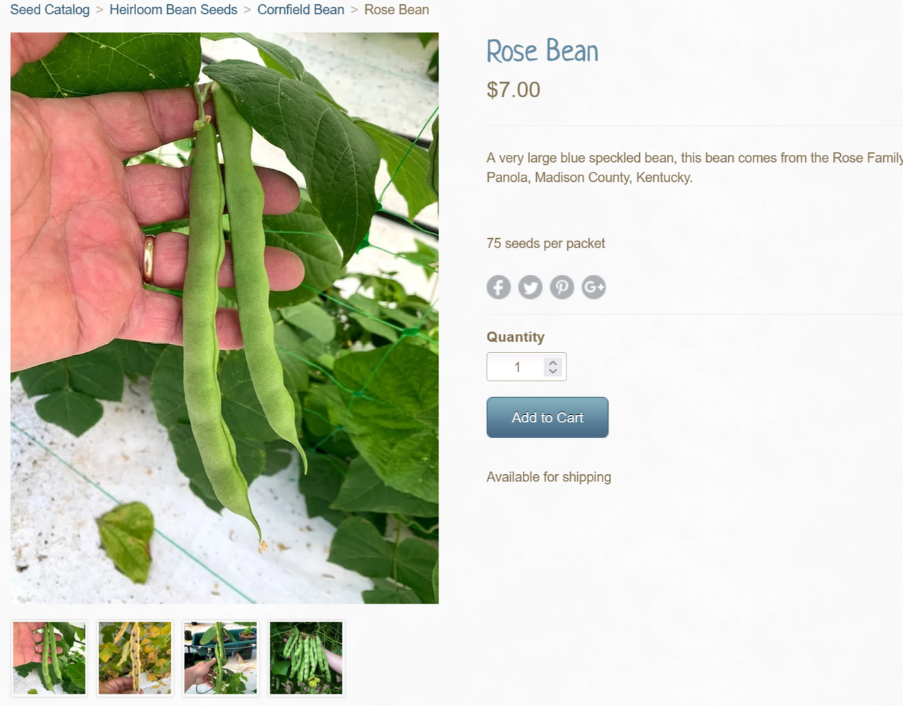 rose-bean.png