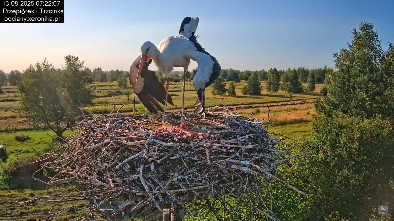 13082025bociany7