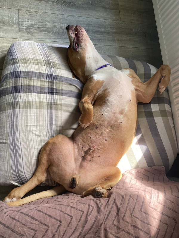 78F13F77-26C1-4FD8-893C-2C70DC33625D