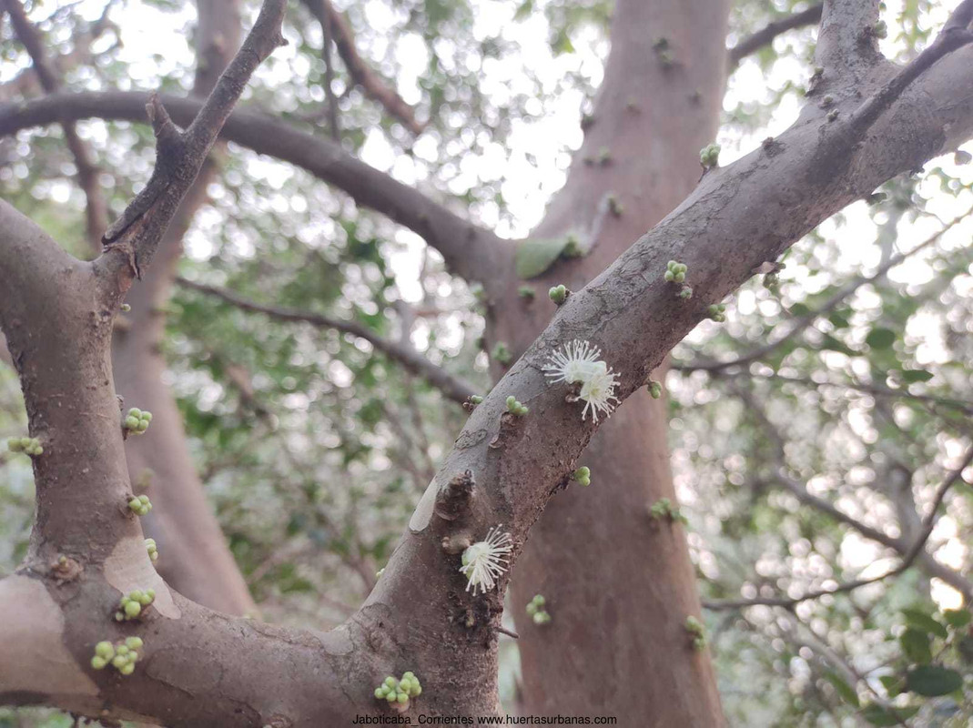 Huertasurbanas_com-flores_1.jpeg-20211030_184628Jaboticaba_Corrientes