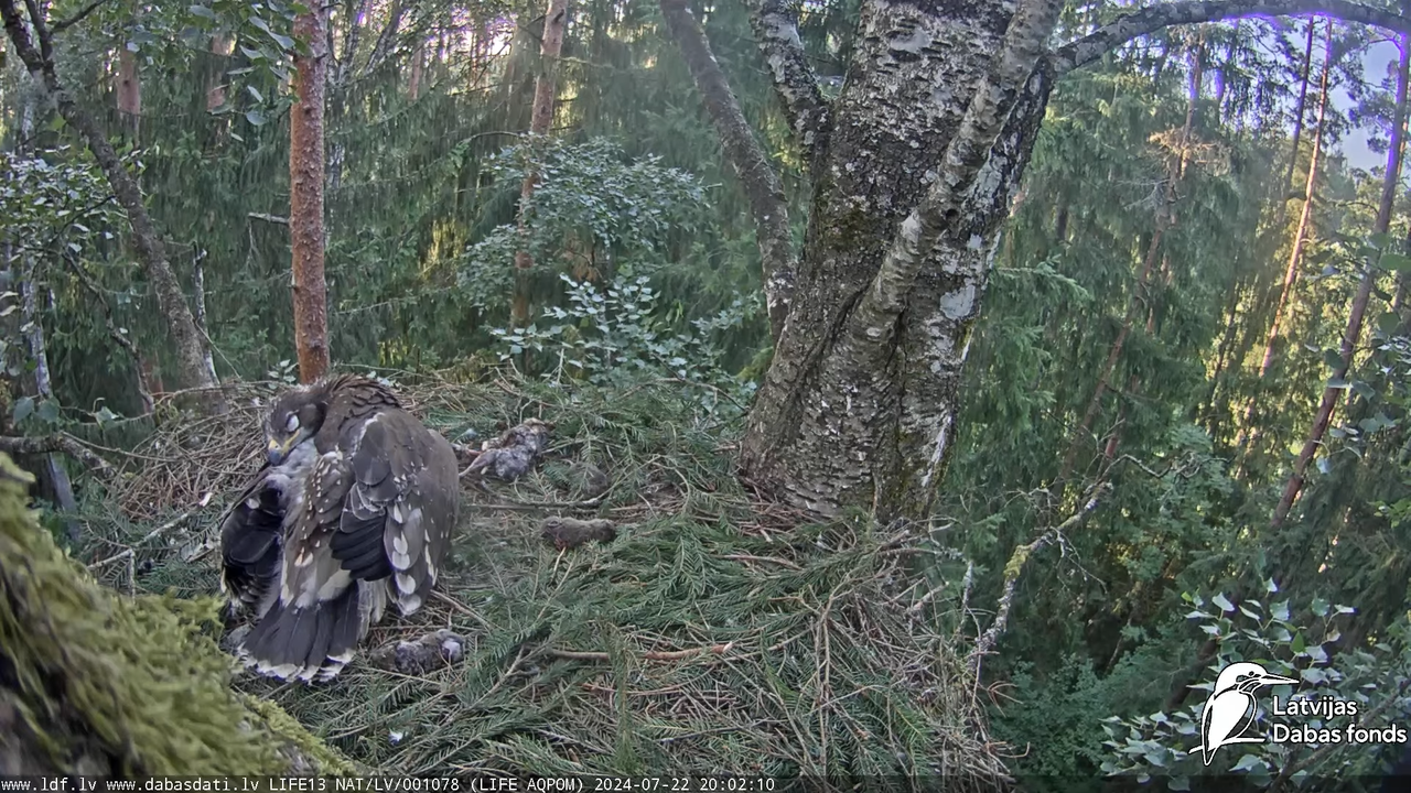 Mazais ērglis (Clanga pomarina), ligzda bērzā - LDF tiešraide 16-3-31 screenshot