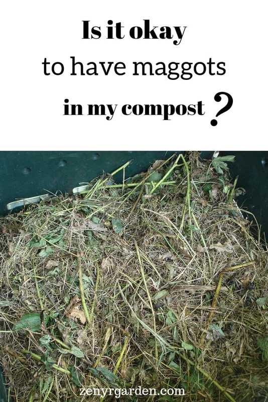 is-it-ok-to-have-maggots-in-my-compost-pin.jpg