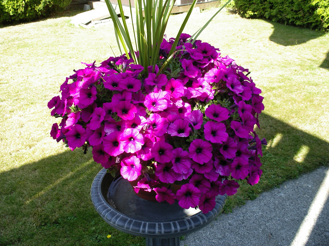For Joan 010