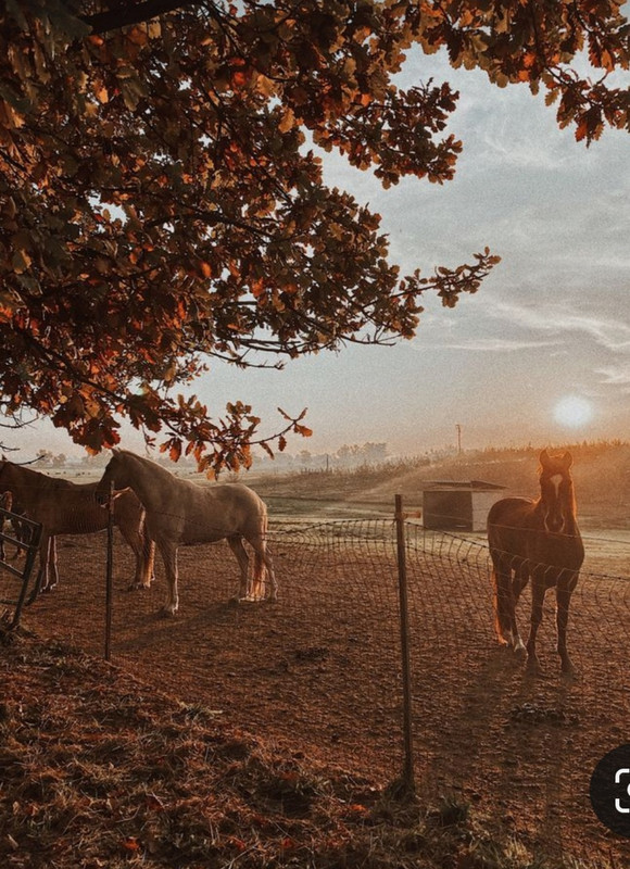 Screenshot_20231222_175136_Pinterest