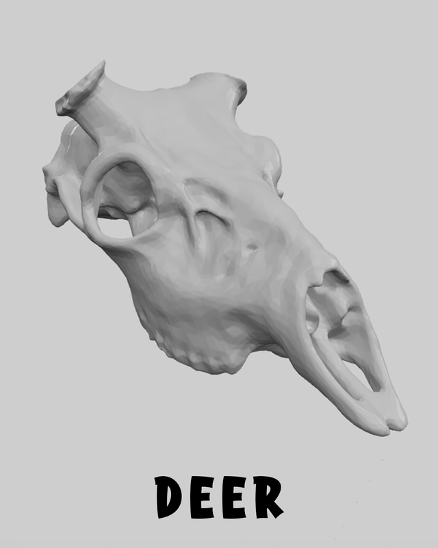 Deer Skull