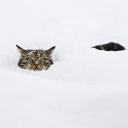 Cat's head poking out of deep snow