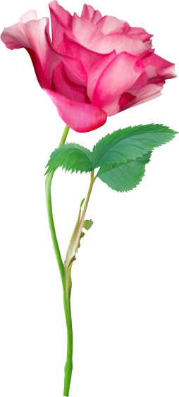 Rose5
