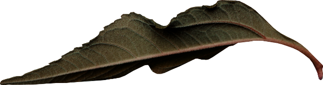 Autumn Witchery (137)