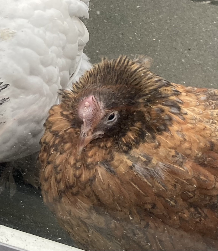 42472585-BCC0-4196-BAFD-283B0182F781