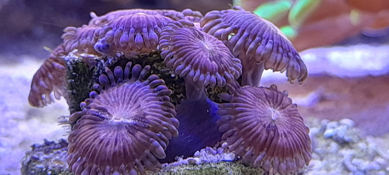 изображение_viber_2021-01-24_13-15-ддлр